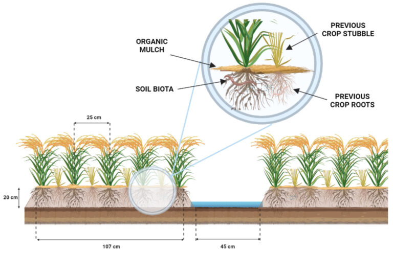 Read more about the article What is PQNK Agricultural Practices